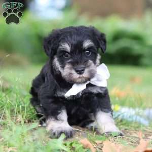 Benji, Miniature Schnauzer Puppy